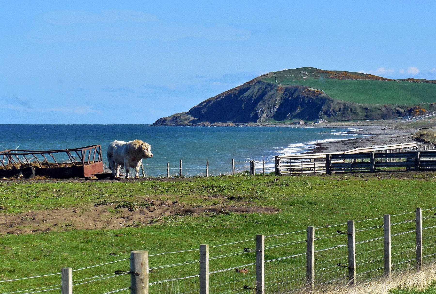 Ayr